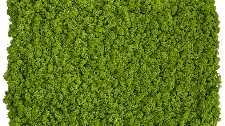Mousse végétale en gros