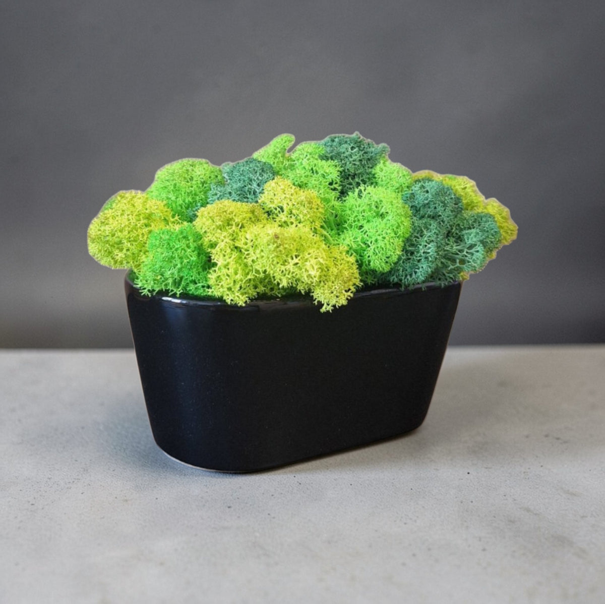 Cache-pot semi-ovale en céramique noire avec mousse scandinave – 17 × 8 cm
