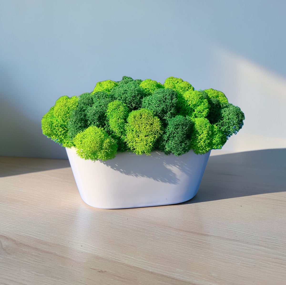 Cache-pot semi-ovale en céramique blanche avec mousse scandinave – 17 × 8 cm
